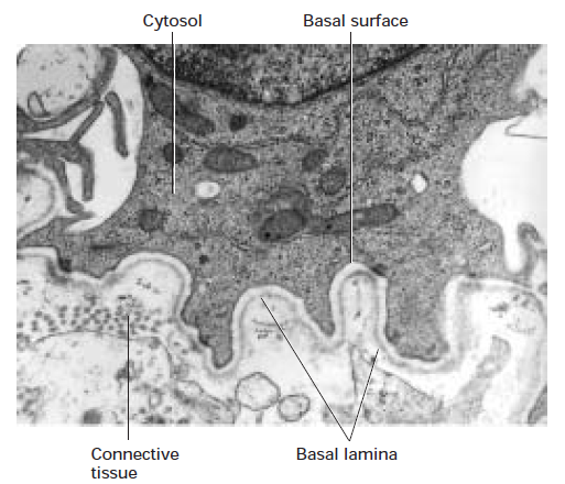 <p>Transmission electron micrograph of a thin section of cells (top) and underlying connective tissue (bottom).</p>