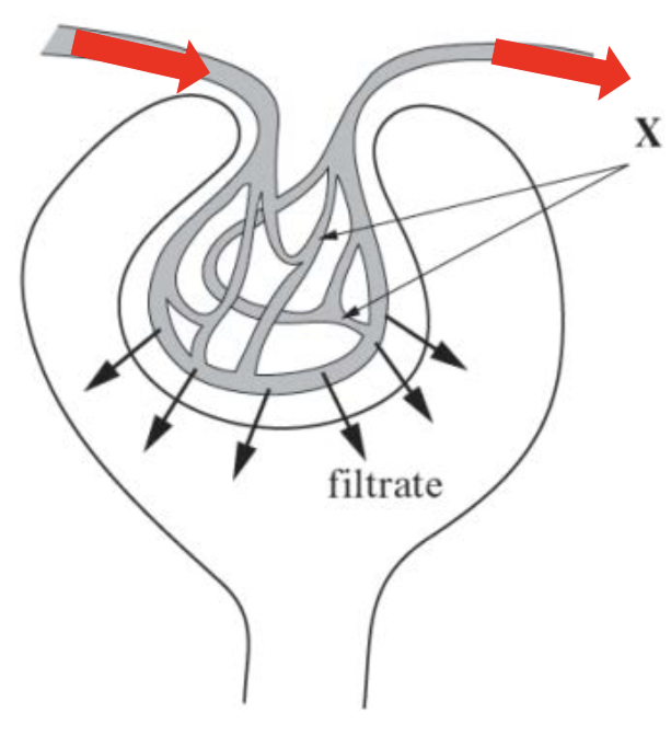 <p>Blood enters the glomerulus (the capillary knot is shown as X) via the afferent arteriole and leaves via the efferent arteriole. </p><p>The afferent arteriole has a wider diameter than the efferent arteriole; this narrowing generates a high hydrostatic pressure. This provides the driving force for ultrafiltration. </p><p>Small molecules pass through three filtration layers and enter the Bowman’s capsule and tubule as filtrate.</p>