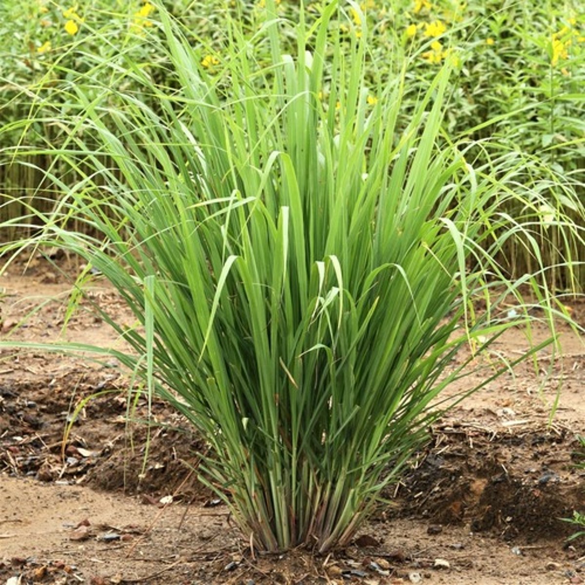 <p>Tropical plant</p><p>Ornamental grass</p><p>Grows 2-4' high</p><p>Leaves have lemon scent</p><p>Used for culinary and medicinal purposes</p>