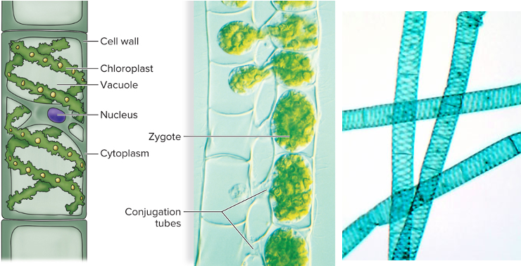 <p>Genus do green algae that is filamentous. It is characterized as “pond scum.” It has a conjunction tube, nucleus, and zygote.</p>