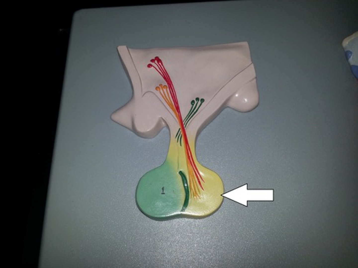 <p>made of neural tissue, releases two hormones made by hypothalamus; made of neural tissue</p>