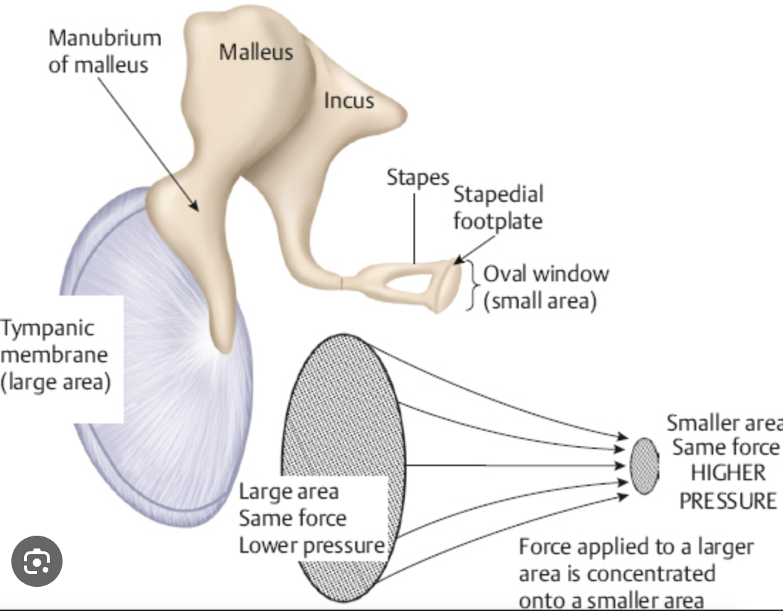 <ul><li><p>the most effective mechanism of the middle ear </p></li><li><p>the size of the TM is 17 times larger than the stapes footplate / oval window</p></li><li><p>this means that the pressure at the oval window is about 17 times (about 25 dB) greater than the pressure at the tympanic membrane</p></li></ul><p></p>
