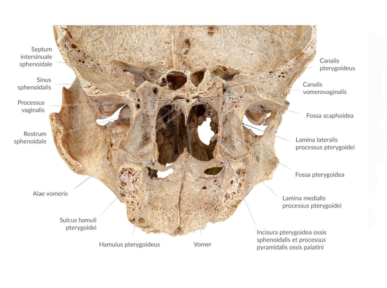 <p>alae vomeris</p>