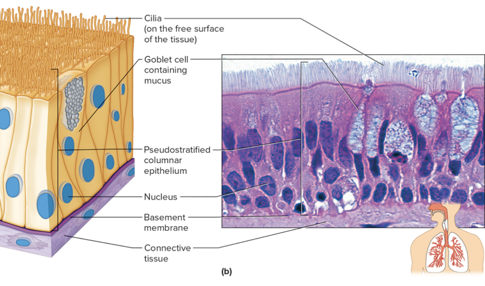 <p>pseudostratified columnar epithelium generally have cilia, which extend their free surfaces and sweep away the mucus goblet cells secrete. They line the passages of the respiratory system</p>