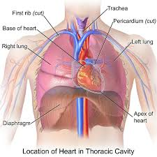 <p>pleural cavity, mediastinum, pericardial</p>