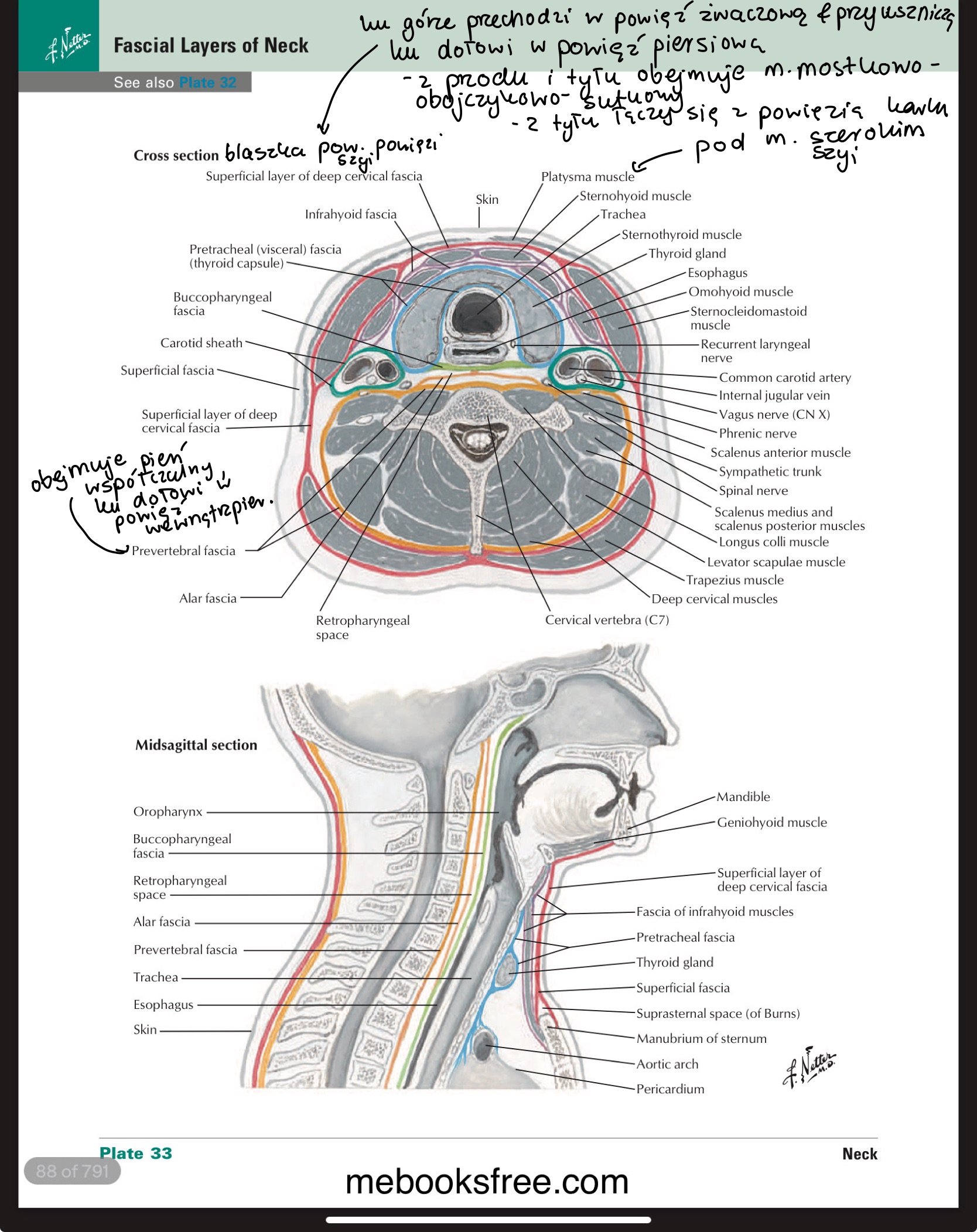 <ul><li><p>powierzchowna / superficial lamina of fascia colli</p></li><li><p>przedtchawiczej </p></li><li><p>przedkręgowej</p></li></ul><p></p>