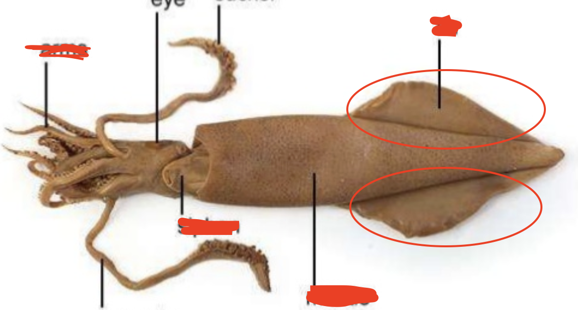 <p>Squid: provide stability and <span><span>maneuverability</span></span></p>