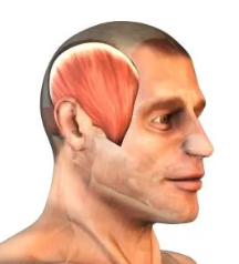 <p>Fan-shaped chewing muscle covering the temporal bone.</p>