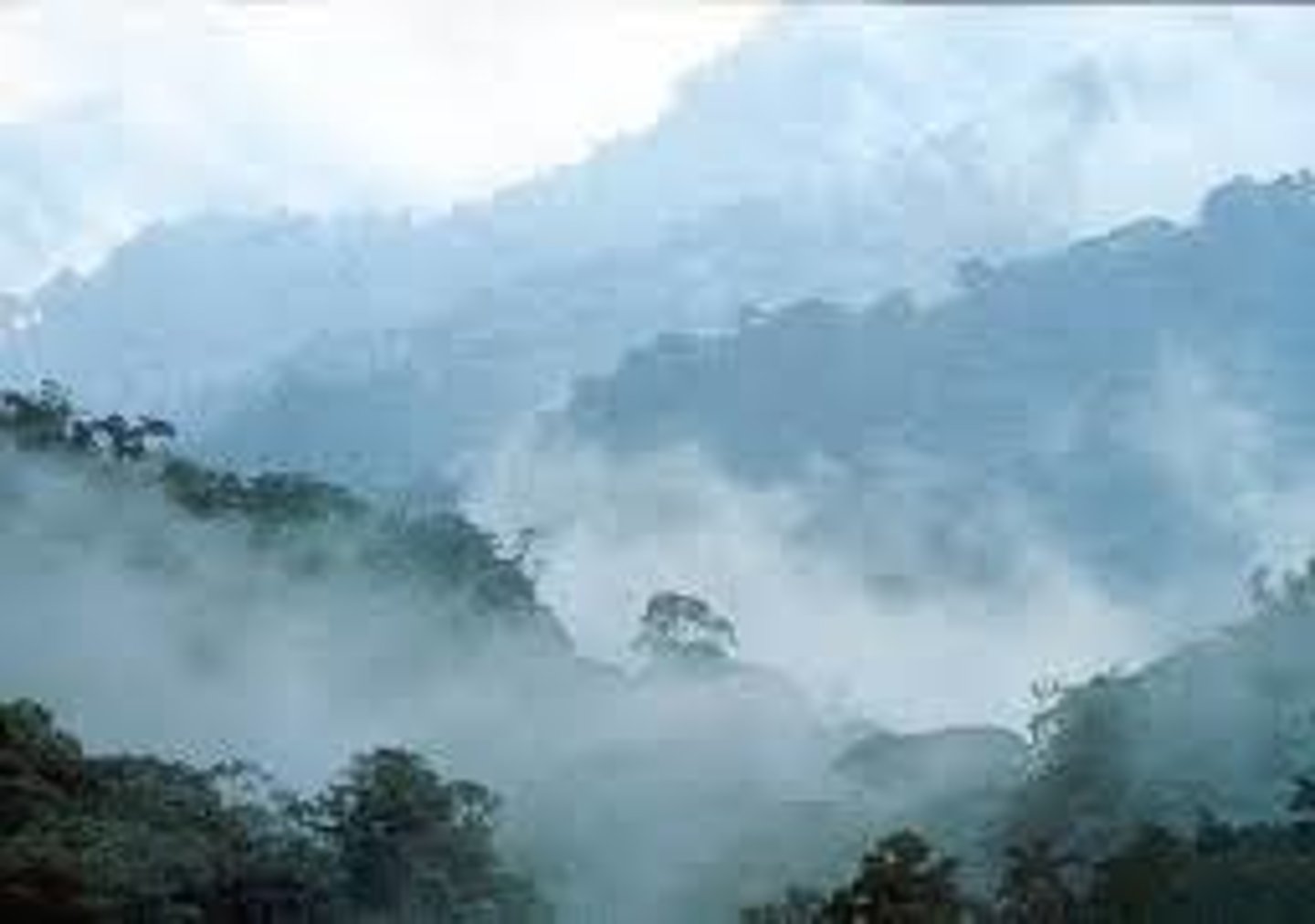 <p>cloud forest</p>