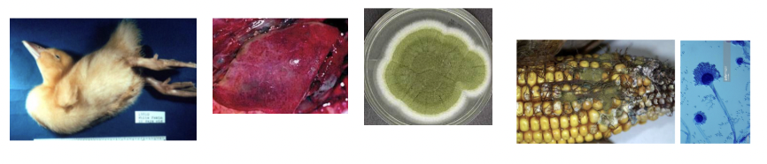 <p>Ataxia, tremors, hepatopathy</p>