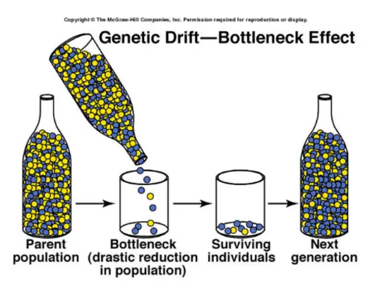 <p>Genetic bottlenecks are dramatic, often temporary, <u><strong>reduction in population size</strong></u> causing a significant genetic drift.</p><p> Many alleles are likely to be eliminated</p><p><u> Future generations will be</u> <u><strong>limited</strong></u> <u>to the alleles</u> <u><strong>carried by the surviving individuals</strong></u></p>