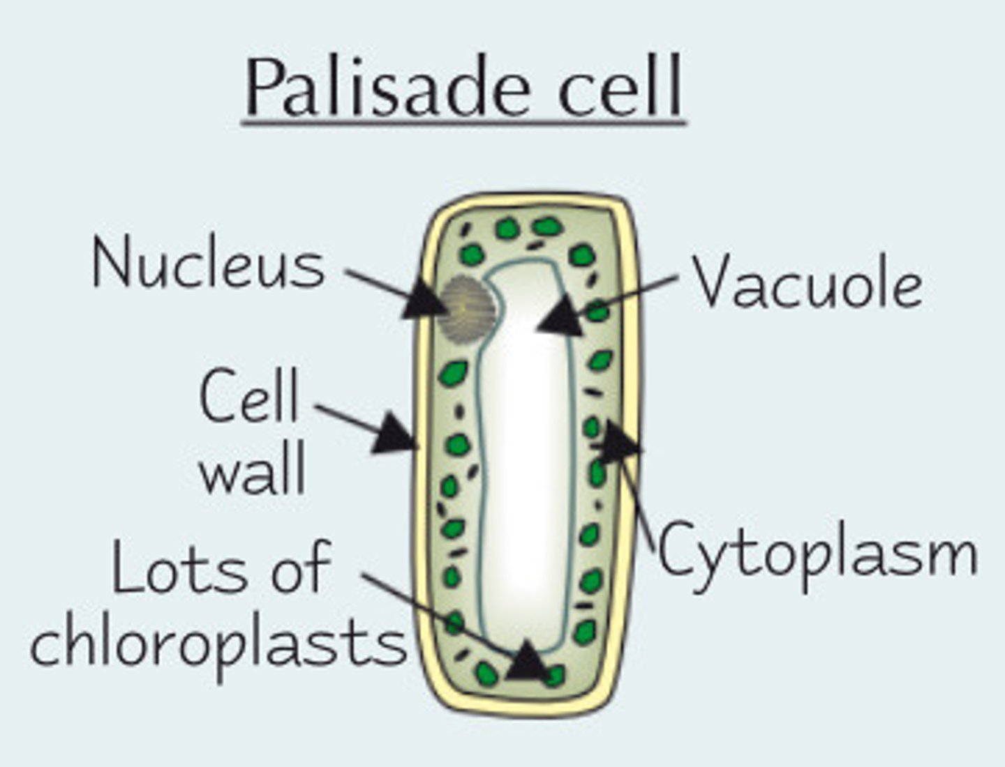 <p>carry out photosynthesis</p>