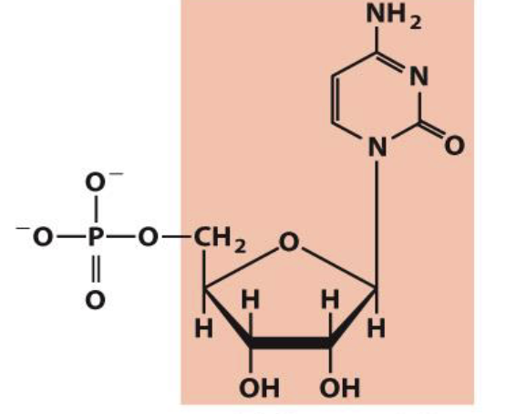 <p>What is the name of this structure? </p>