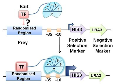 <p>method for defining PWM</p><p>genetic selection: survival is dependent on DNA-binding</p><p>TF of interest is fused to the alpha subunit of RNA pol</p><p>randomized library of binding sites created and screened for autoactivation</p><p>co transform w TF and selected</p><p>library complexity is limited by transformation efficiency</p><p></p>