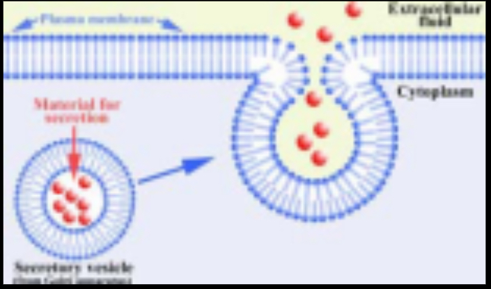 <p>Type of Transport?</p>