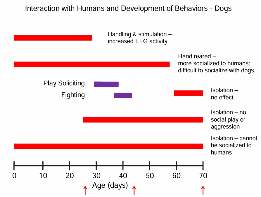 <p>ex: when dogs were socialized w/ humans mostly, then they preferred humans over dogs (prove it is learnd behavior, not instinct.</p><p></p><p>compare play sol. &amp; fighting learned behaviors match w/ the “no social play or aggression”</p>