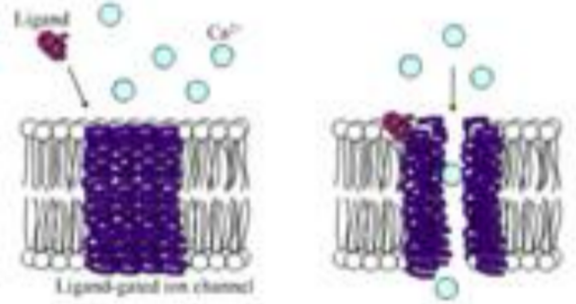 <p>ionotropic receptors </p>