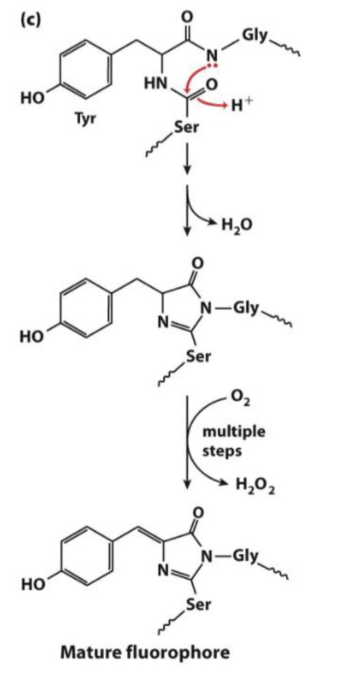 <p>GFP is a beta-barrel protein where in the core of the protein is an SYG (serine, tyrosine, glycine) sequence.</p><p></p><p></p><p>This sequence forms the fluorophore through the attack of the G backbone nitrogen atom (normally a rare event considering the reactivity of amide nitrogen) with the S carbonyl forming a five-membered ring intermediate.</p><p></p><p></p><p>Oxidation then gives the conjugated fluorescent system shown in the figure below. Now there are many types of fluorescent proteins that emit at a variety of wavelengths allowing us to track multiple proteins at once in cells.</p>