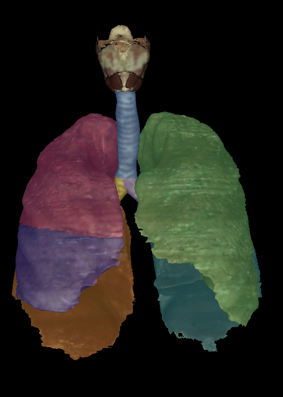 <p>Label the different lobes of the lungs</p>