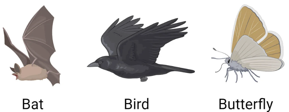 <p>Traits with similar functions but different structures since they derived from different ancestors</p>