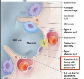 <p>thin film of surfactant normally lining each alveolus.</p><p></p><p>forces btwn wooder molecules resists any force that tries to increase its surface area (surface tension) so it will <strong>oppose&nbsp;expansion of alveolus.</strong></p><p></p><p>this is the driving force behind the lungs’ elastic recoil, along with elastin fibers&nbsp;</p>