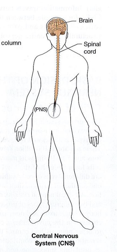 <ul><li><p>“brain” &amp; brainstem</p></li><li><p>spinal cord</p></li></ul><p></p>