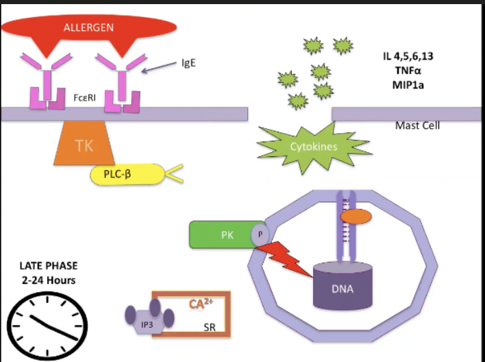 <ul><li><p><span>2-24 hours after allergen has bound to mast cells</span></p></li><li><p><span>Takes so long because tyrosine kinase pathway has to activate factors within the nucleus of the mast cells, when these factors are activated have to have further transcription and translation of new proteins which takes time</span></p></li><li><p><span>This is the stage that gets manipulated by steroids</span></p></li></ul><p></p>