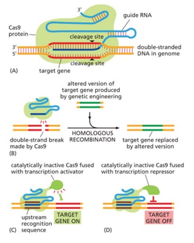 <ul><li><p>Cas9 and guide RNA associate and mediate double-strand break of the chosen DNA region.</p></li><li><p>It is repaired by non-homologous repair system and it either leads to gene deletion or gene addition if an altered target gene is provided.</p></li><li><p>Can also be used to turn genes on and off.</p></li></ul><p></p>