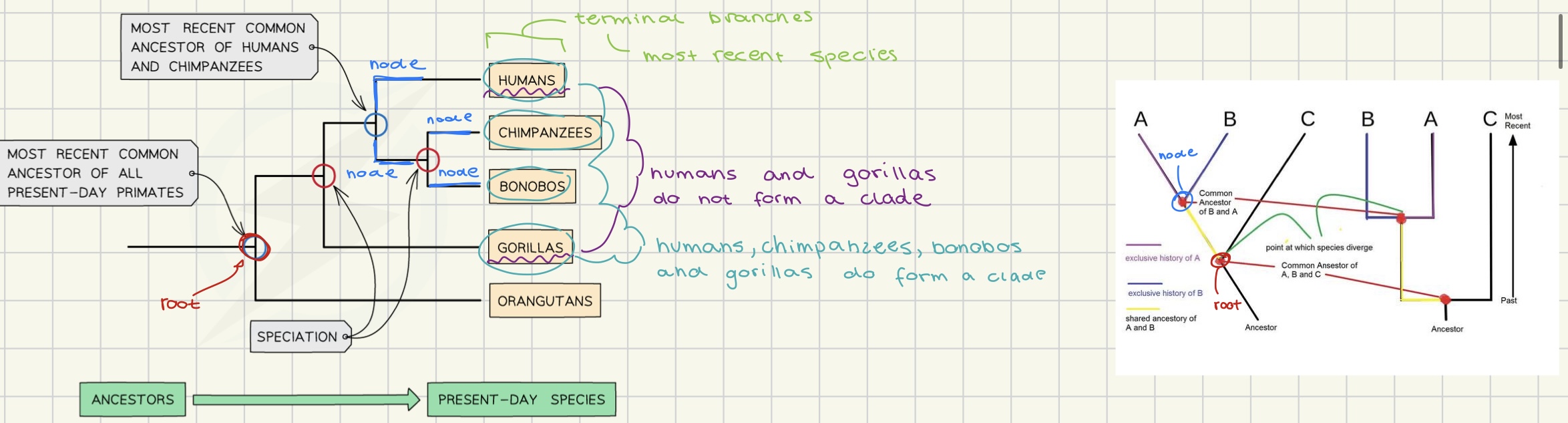 <p>clade → group of species evolved from common ancestor (all alive and dead)</p><p>terminal branches → most recent species</p><p>node → history line from common ancestor to new species</p><p>root → most recent common ancestor of all present primates</p>