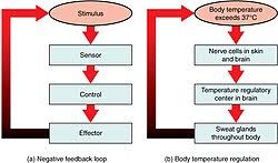 <p>Negative Feedback</p>