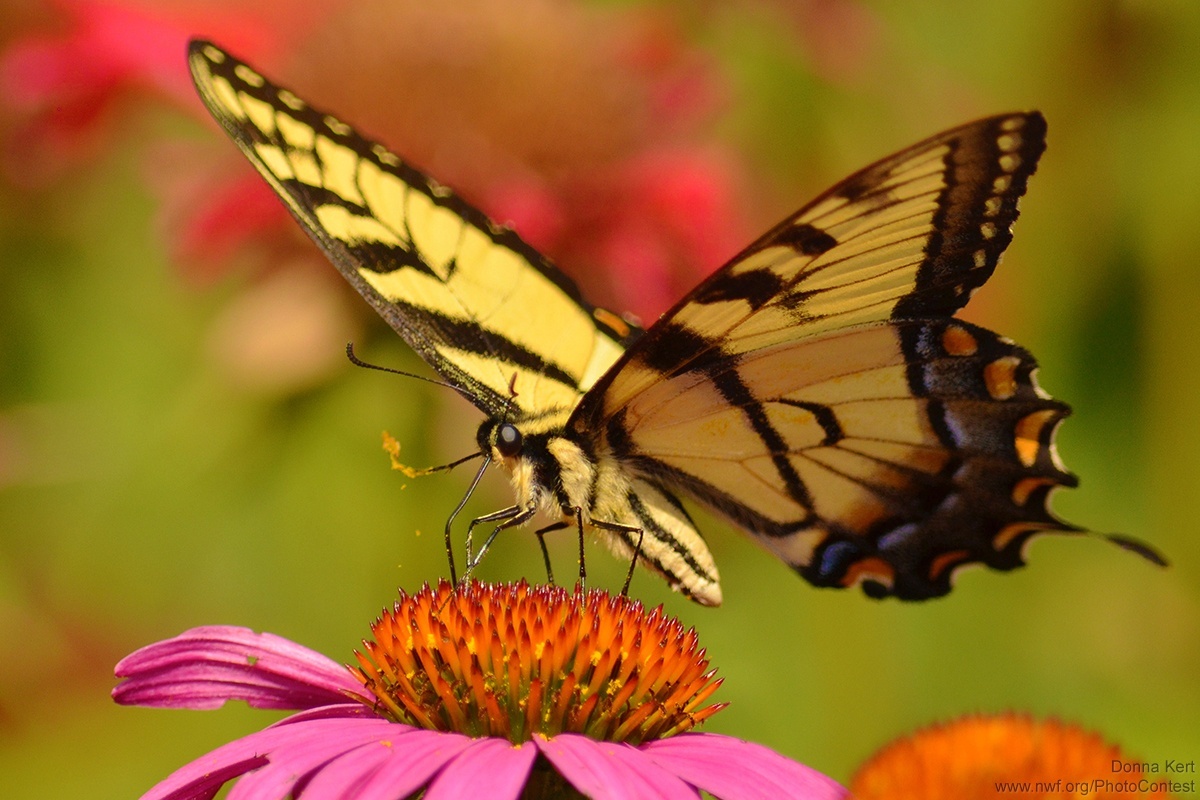 <p>Butterflies &amp; Moths</p>