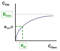 <p>la capacité maximale de liaison, proportionnelle à la concentration des protéines de liaison</p>