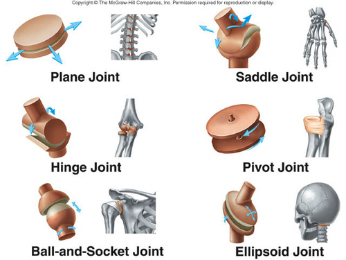 <ul><li><p>planar- flat curved surfaces allow back and forth or side to side movement</p><ul><li><p>intercarpal and intertarsal joints</p></li></ul></li><li><p>hinge- one bone with a convex surface fit into another bone with concave surface to allow an open-close movement</p><ul><li><p>knee, elbow</p></li></ul></li><li><p>pivot- rounded or pointed surface with one bone articulates with a ring formed partly by another bone and partly by a ligament</p><ul><li><p>radioulnar- allows palm to turn</p></li></ul></li><li><p>saddle- one bone is saddle shaped and the other bone fits like a rider in the saddle</p><ul><li><p>between carpal bone and metacarpal of the thumb</p></li></ul></li><li><p>ball-and-socket- The rounded projection, ball, of one bone fits into depression of another bone</p><ul><li><p>shoulder and hip</p></li></ul></li></ul><p></p>