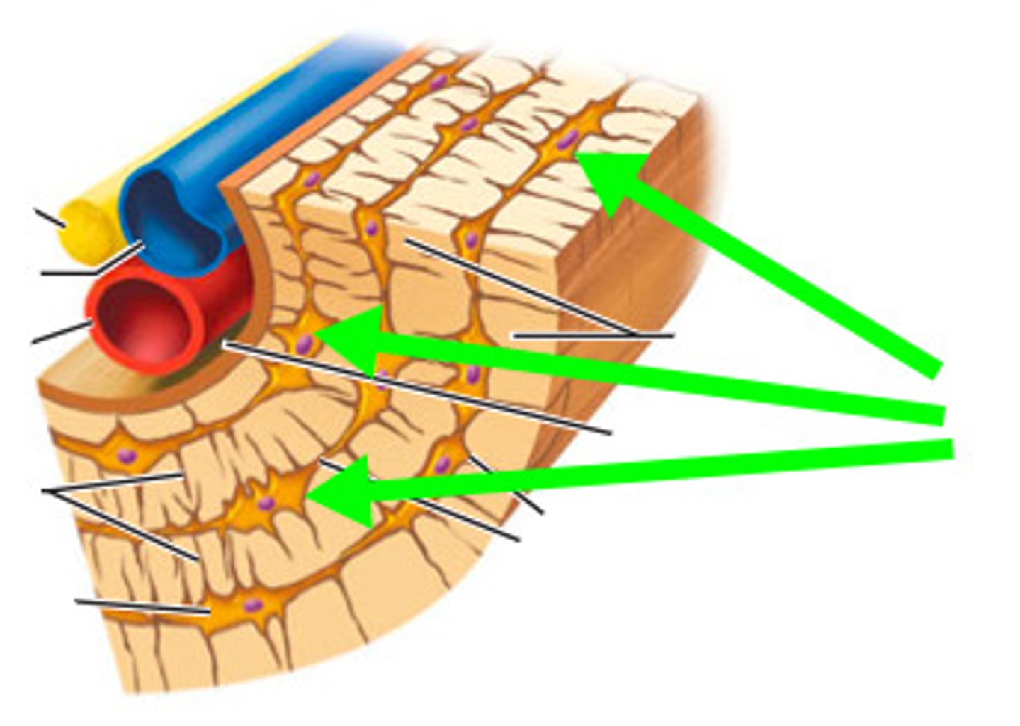 <p>mature bone cell</p>