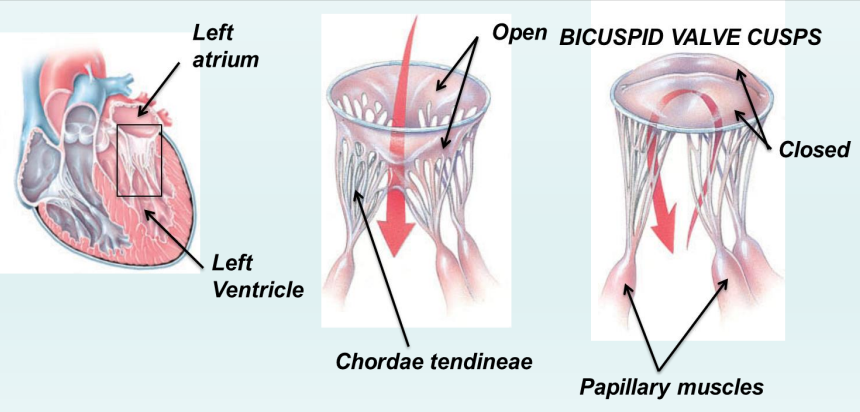 <p>chordae tendineae</p>