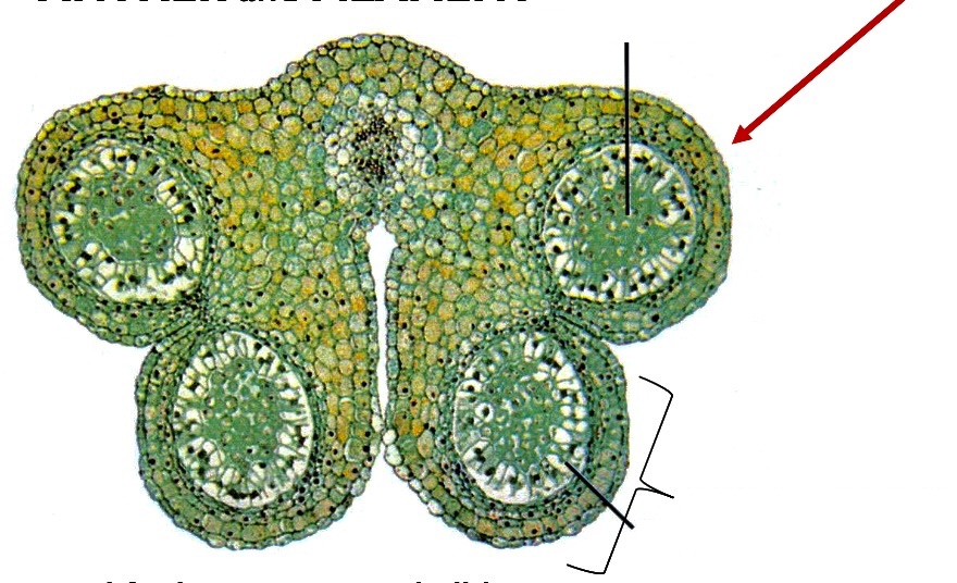 <p>Label the cross-section structure of anther.</p>