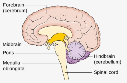 <p><span>Hindbrain</span></p>