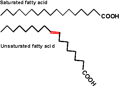 <p></p><ul><li><p>Have double bonds</p></li><li><p><strong>Liquid at room temperature</strong></p></li><li><p>Usually made by plants</p></li><li><p>KINKED</p></li></ul><p></p>