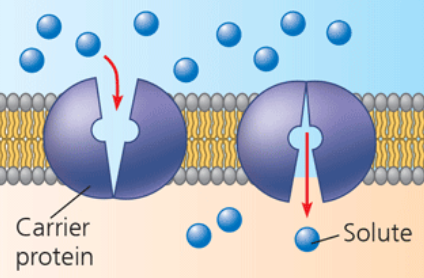 <p>carrier protein </p>