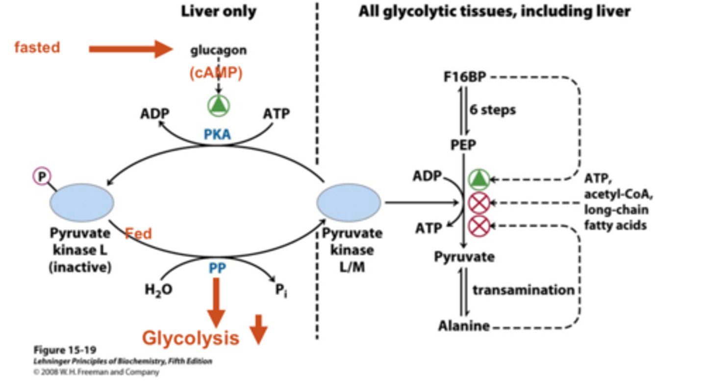 <p>liver only (low blood glucose):</p><p>- glucagon enhances PKA = phosphorylates = inactivates pyruvate kinase</p><p>all tissues (high blood glucose):</p><p>- insulin dephosphorylates pyruvate kinase = activates</p>