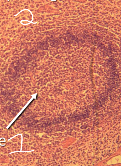 <p>2 -» ce qui est à l’extérieur</p>