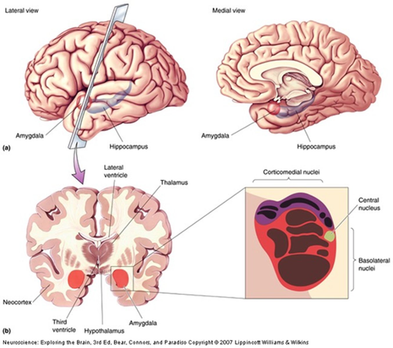 <p>What is the amygdala responsible for?</p>