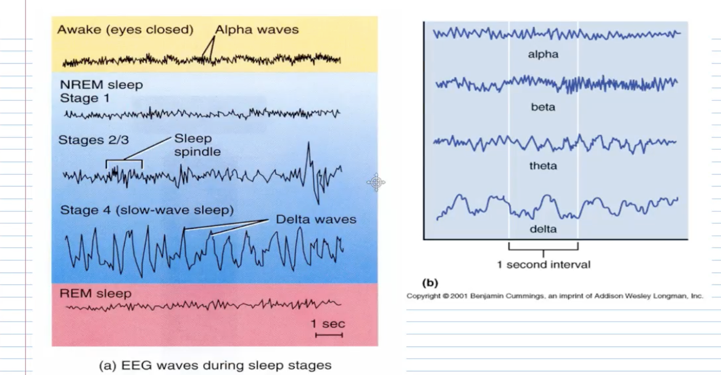 <p><span><strong><span>10. Brain Waves and Sleep</span></strong></span></p>