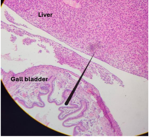 <p><span>identify?</span></p>