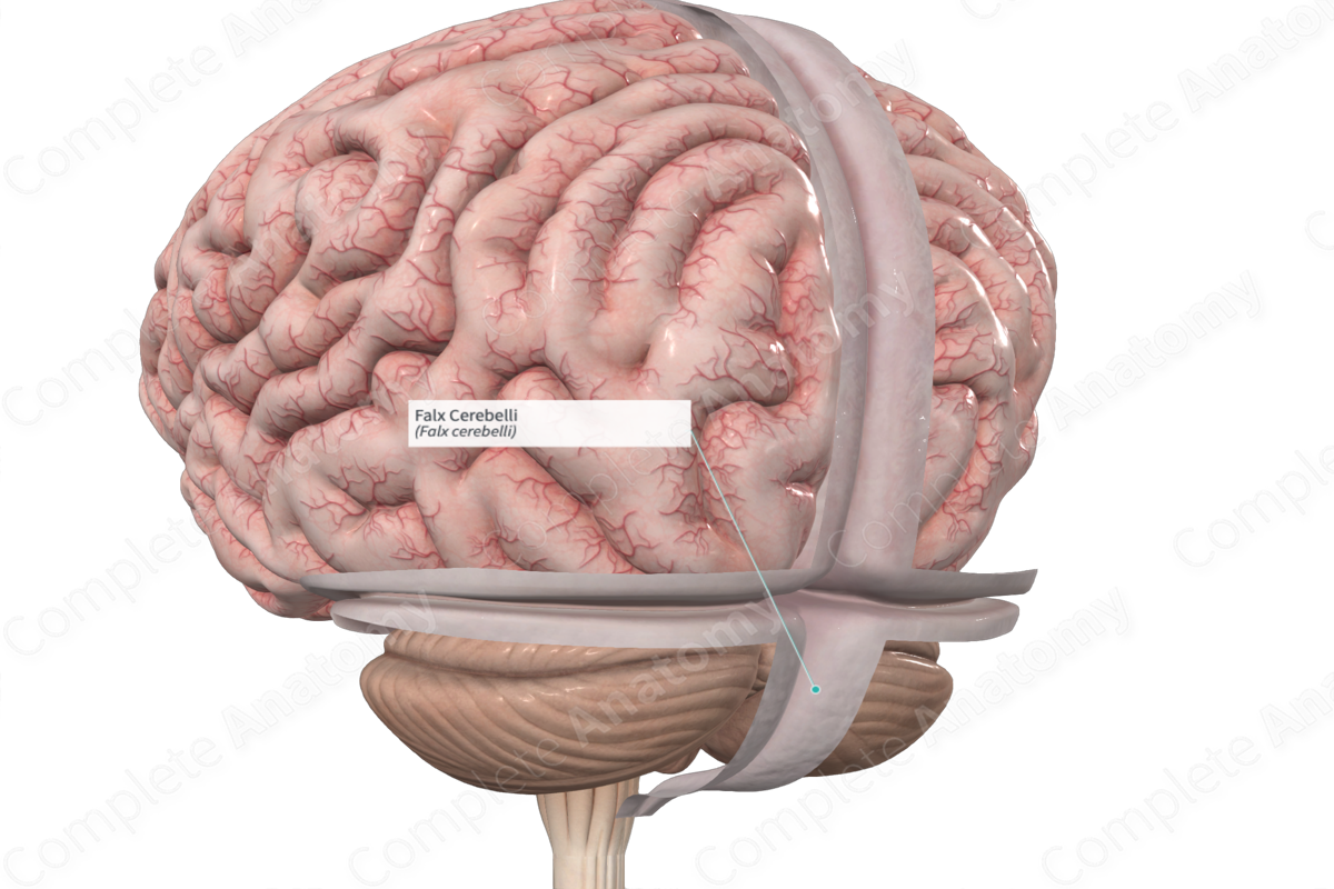 <p>Separates cerebellar hemispheres</p>