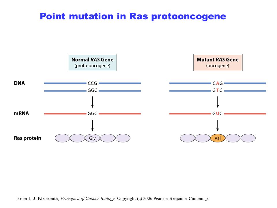 <p>RAS oncogene…differs from RAS proto-oncogene by point mutation</p>