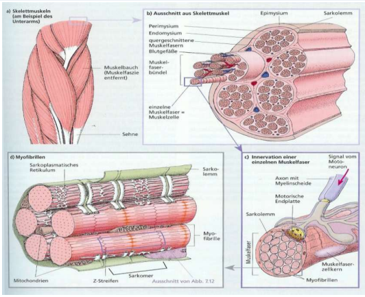 <p>a) Skelettmuskeln </p><p>b) Ausschnitt Skelettmuskeln</p><p>c) Innervation einer einzelnen Muskelfaser</p><p>d) Myofibrillen - Muskelfaserbündel</p><ul><li><p>Entstehung Querstreifen</p></li><li><p>Funktionale Struktur =Sarkomer</p></li></ul><p></p>