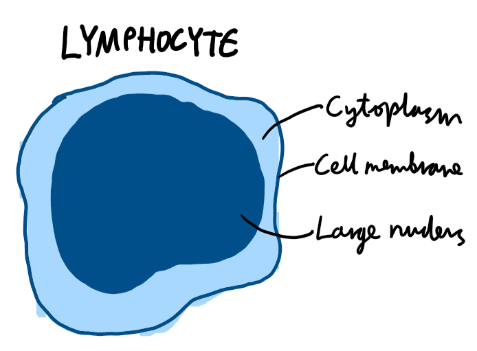<p><span>Produce antibodies to destroy pathogens.</span></p>