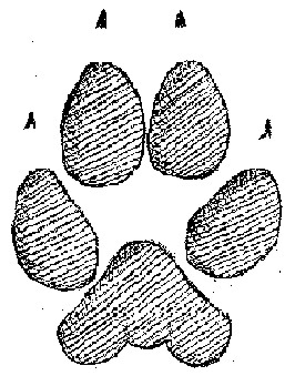 <p>2.5" front foot, 2.25" back foot</p>