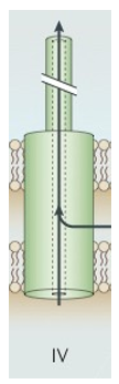 <p>1 stage</p><p>Sec independent</p><p>most common role: mediate conjugation, transfer of plasmid DNA, contributes to the spread of antibiotic resistance genes.</p><p>3 types:</p><ol><li><p>Conjugation systems; translocate DNA to recipient cells through contact</p></li><li><p>DNA uptake or release from extracellular environment</p></li><li><p>Effector translocator systems, DNA or protein transferred as a virulence factor</p></li></ol><p>*Nucleic acid transport is unique to Type IV system*</p><p>could be used for gene modification, such as GMO plants</p><p></p>